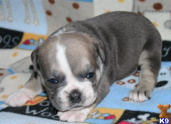 old english bulldog puppy posted by allot of bully